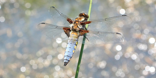 Platbuik - Libellula depressa - Foto: Jeroen Breidenbach